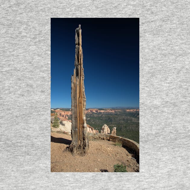 Tree In Bryce Canyon by KWAPhoto